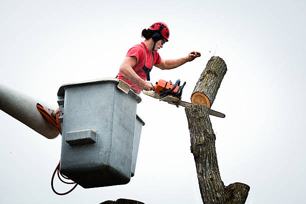 Best Root Management and Removal  in Point Baker, FL